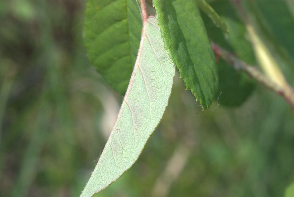 Rosa gallica / Rosa serpeggiante