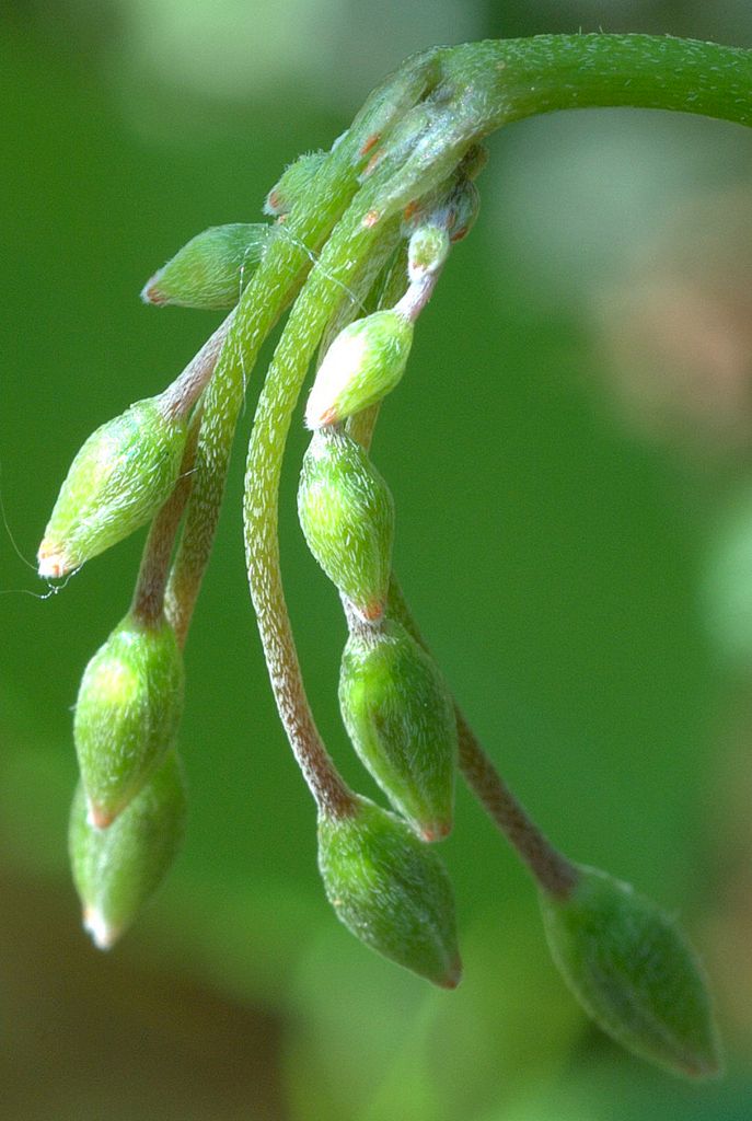 Oxalis articulata / Acetosella rizomatosa