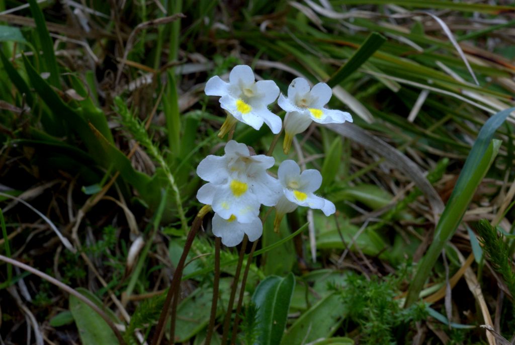 Pinguicula alpina / Pinguicola alpina