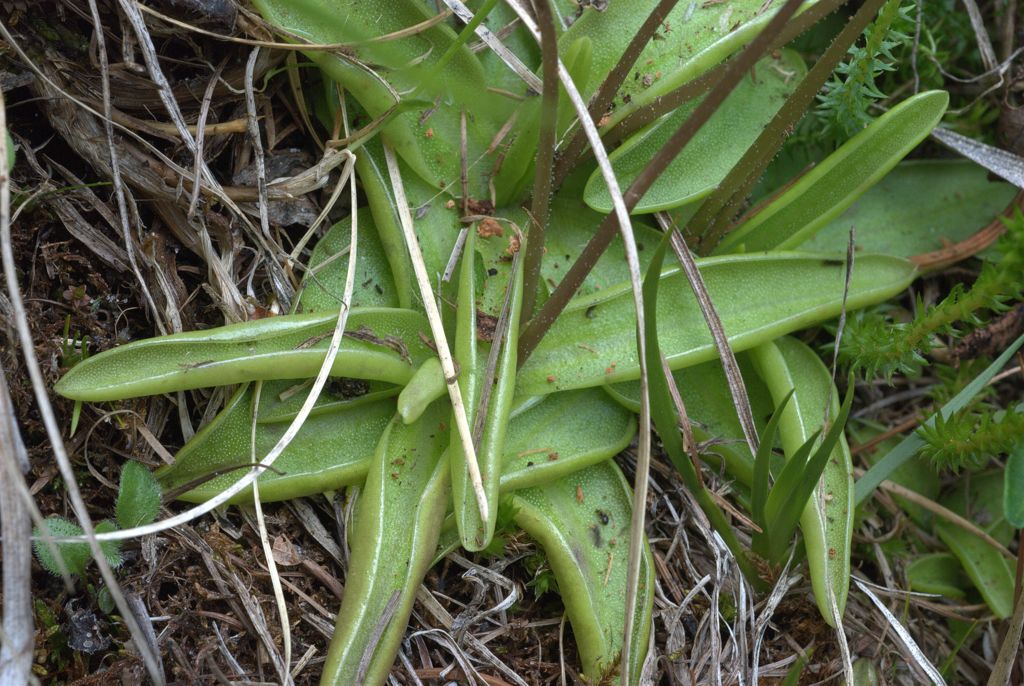 Pinguicula alpina / Pinguicola alpina