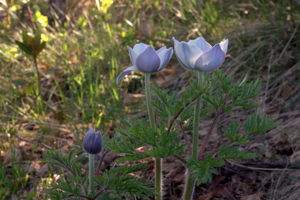 Pulsatilla alpina