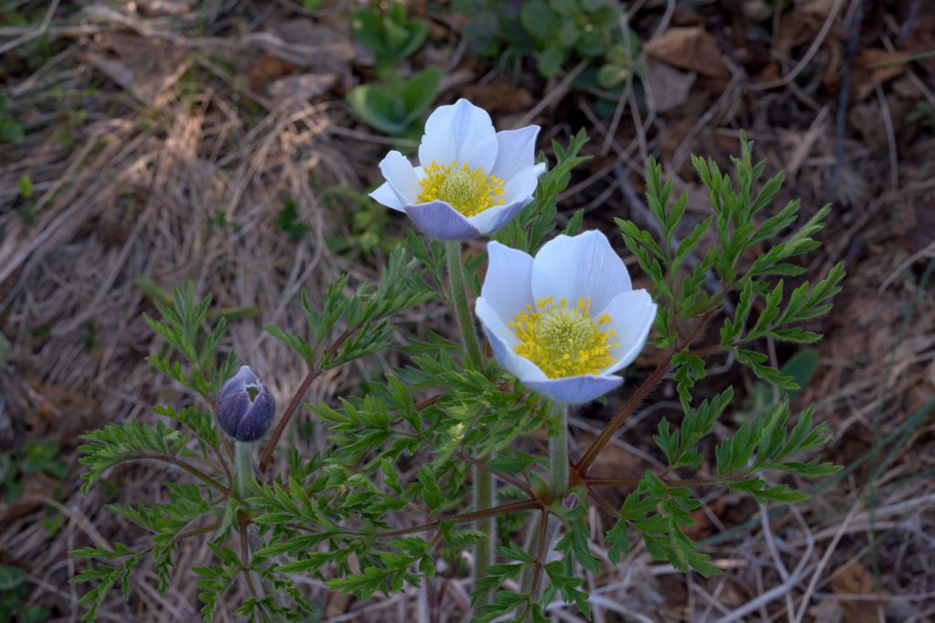 Pulsatilla alpina