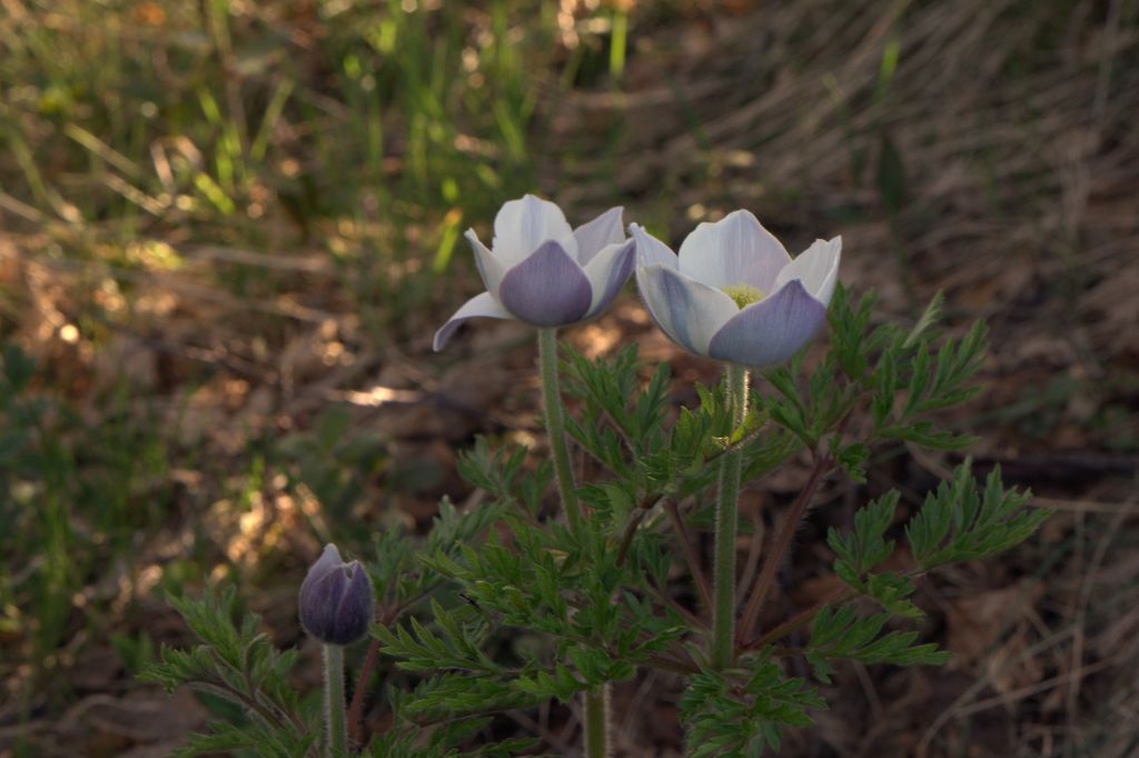 Pulsatilla alpina