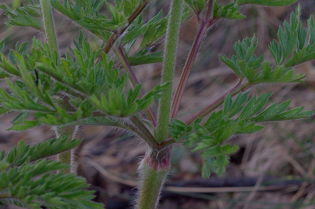 Pulsatilla alpina