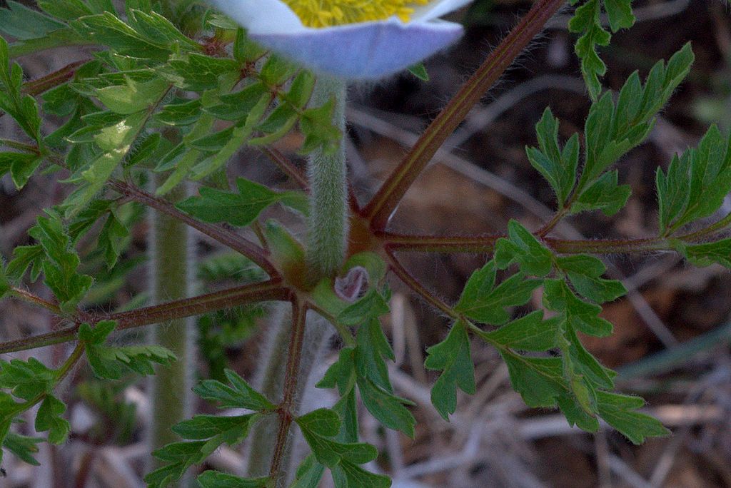 Pulsatilla alpina