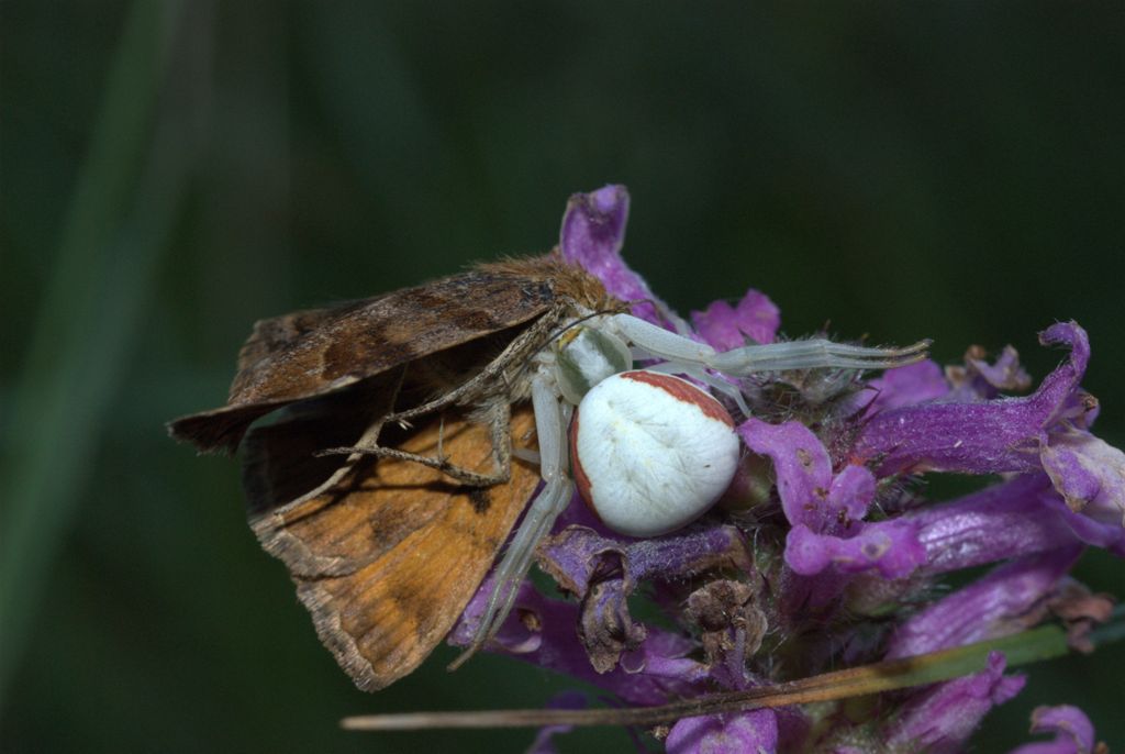 Misumera vatia con preda