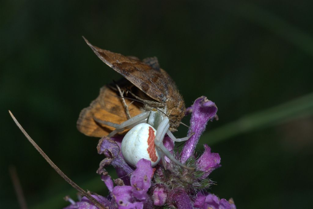 Misumera vatia con preda