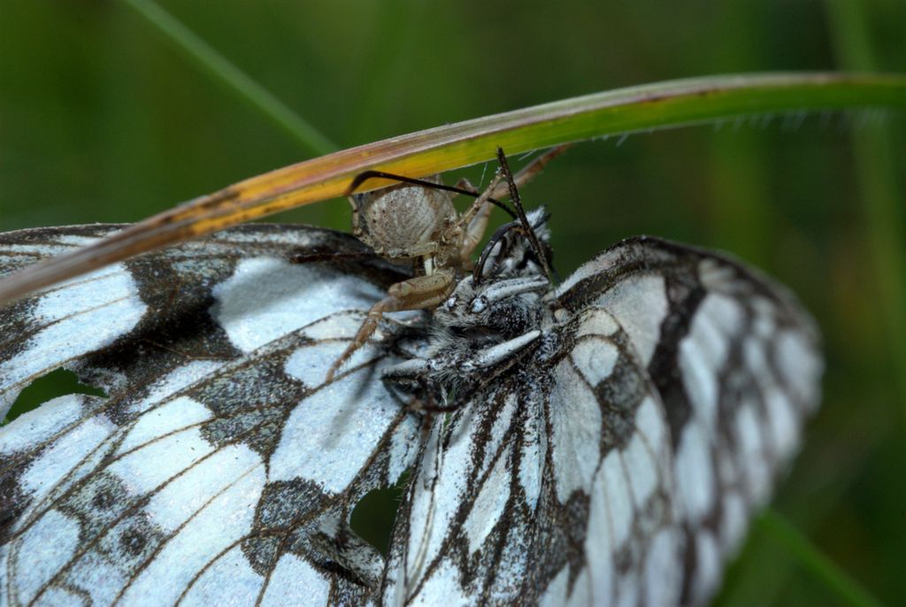 Xysticus sp. con preda: Melanargia galathea