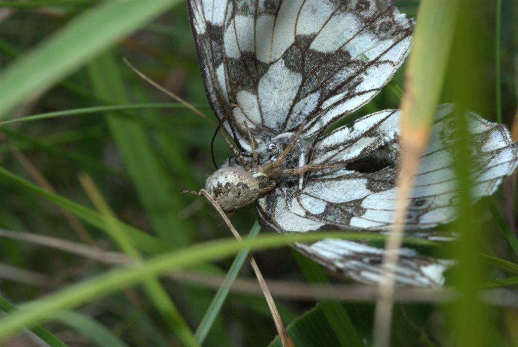 Xysticus sp. con preda: Melanargia galathea