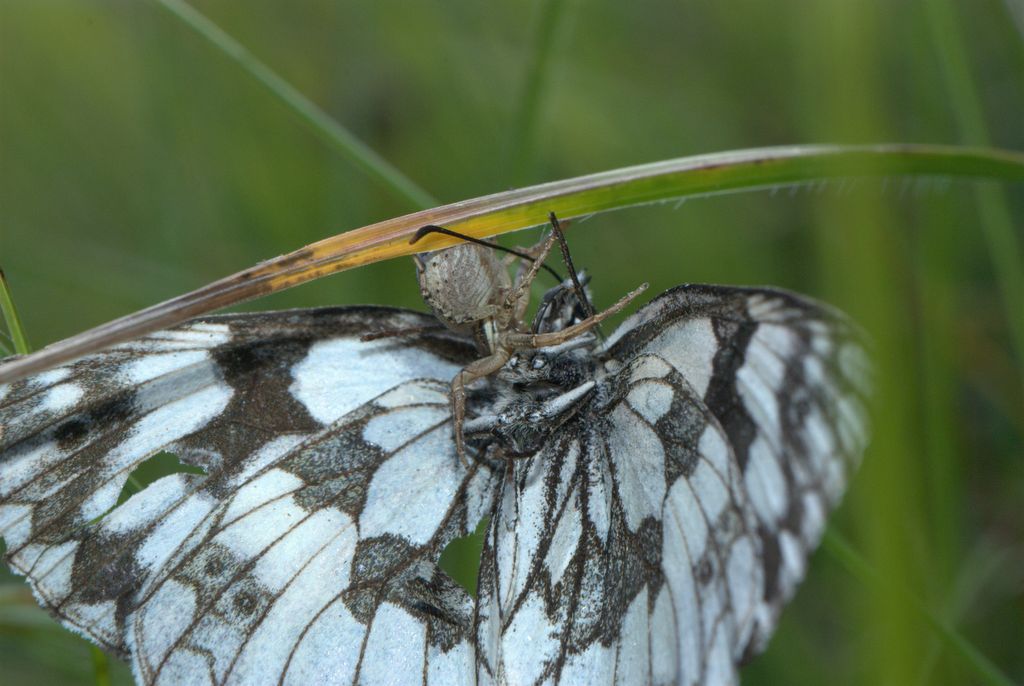 Xysticus sp. con preda: Melanargia galathea