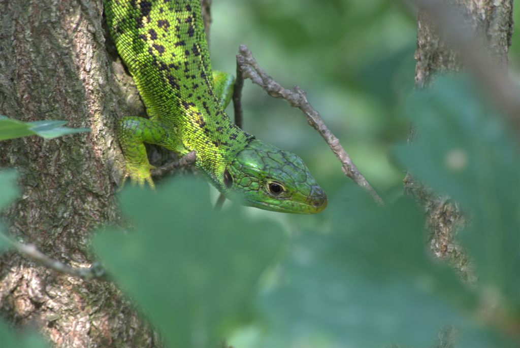 Lacerta bilineata