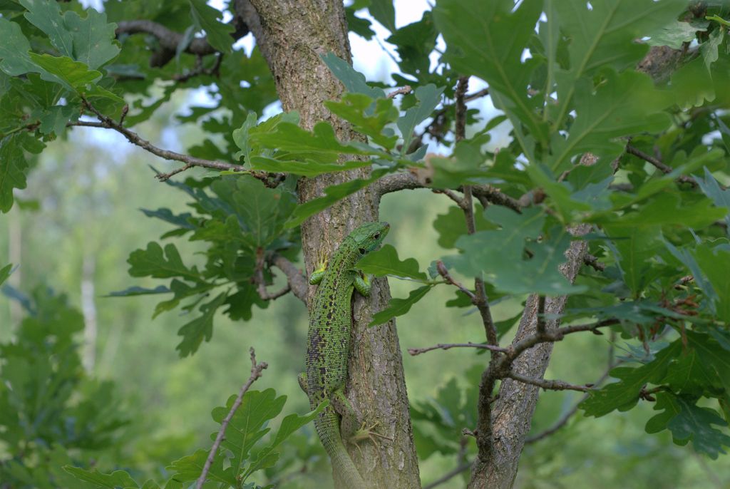 Lacerta bilineata