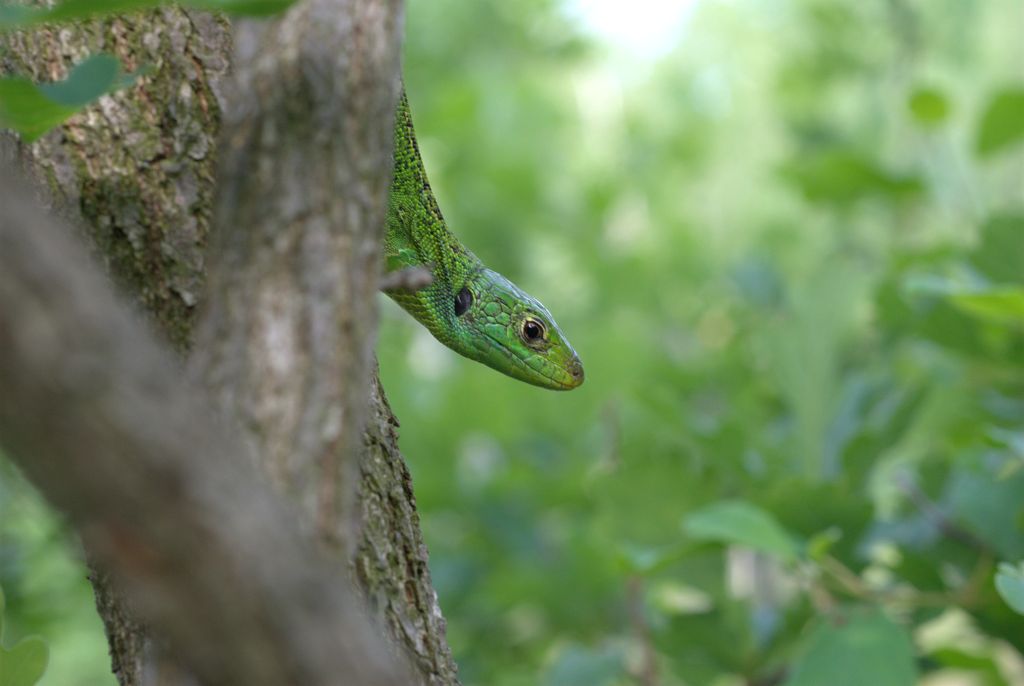 Lacerta bilineata