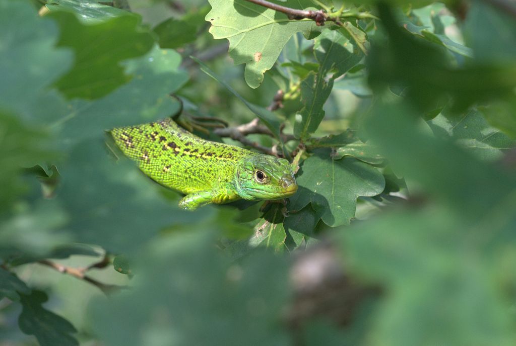 Lacerta bilineata