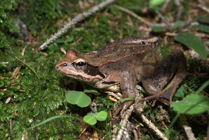 Rana dalmatina? Rana temporaria