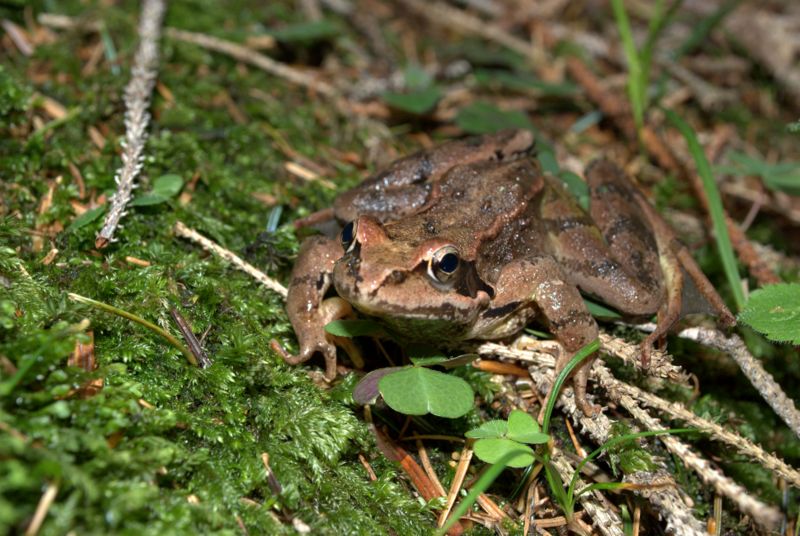 Rana dalmatina? Rana temporaria