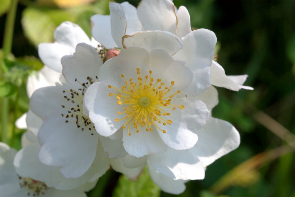 Rosa cfr. multiflora