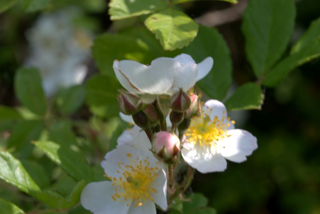 Rosa cfr. multiflora