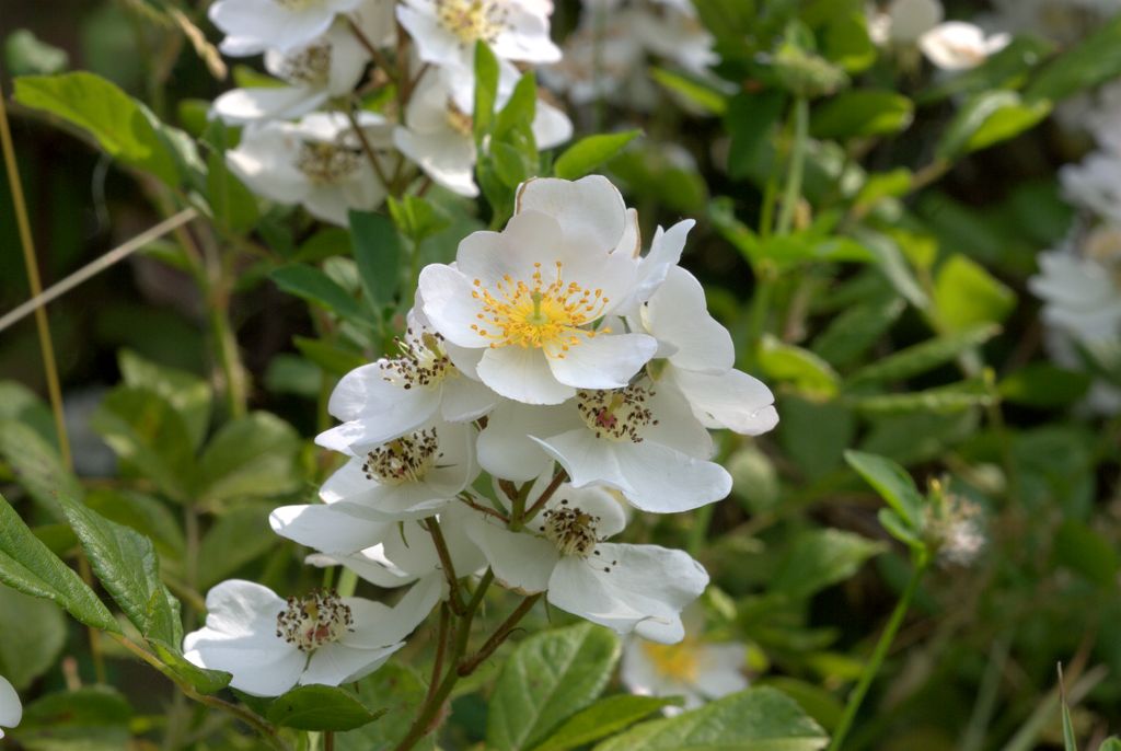 Rosa cfr. multiflora