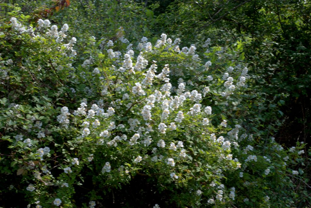 Rosa cfr. multiflora