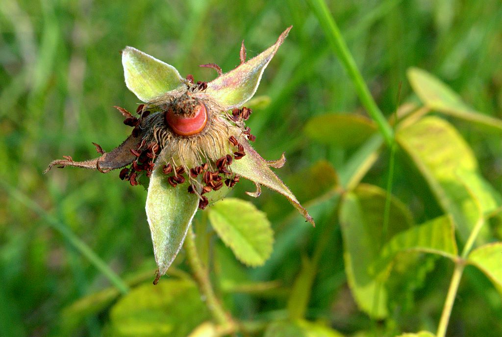 Rosa gallica / Rosa serpeggiante