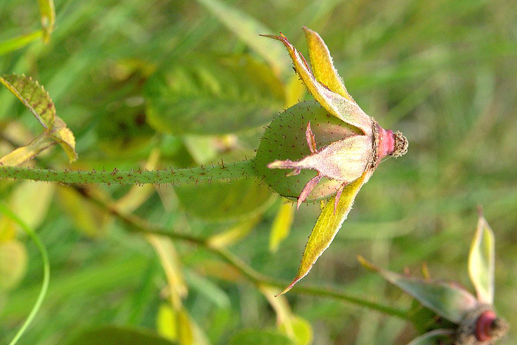 Rosa gallica / Rosa serpeggiante