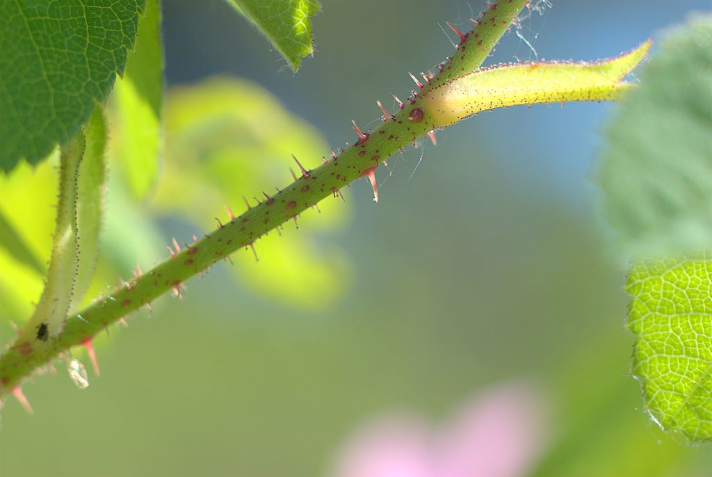 Rosa gallica / Rosa serpeggiante