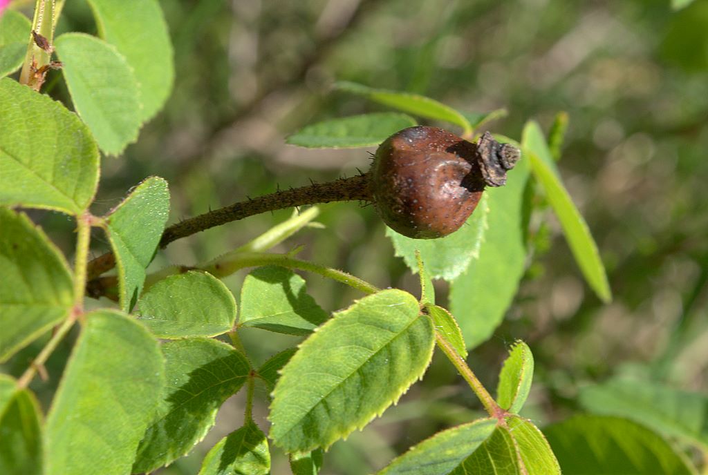 Rosa gallica / Rosa serpeggiante