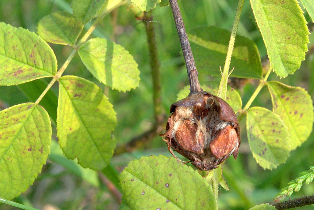 Rosa gallica / Rosa serpeggiante