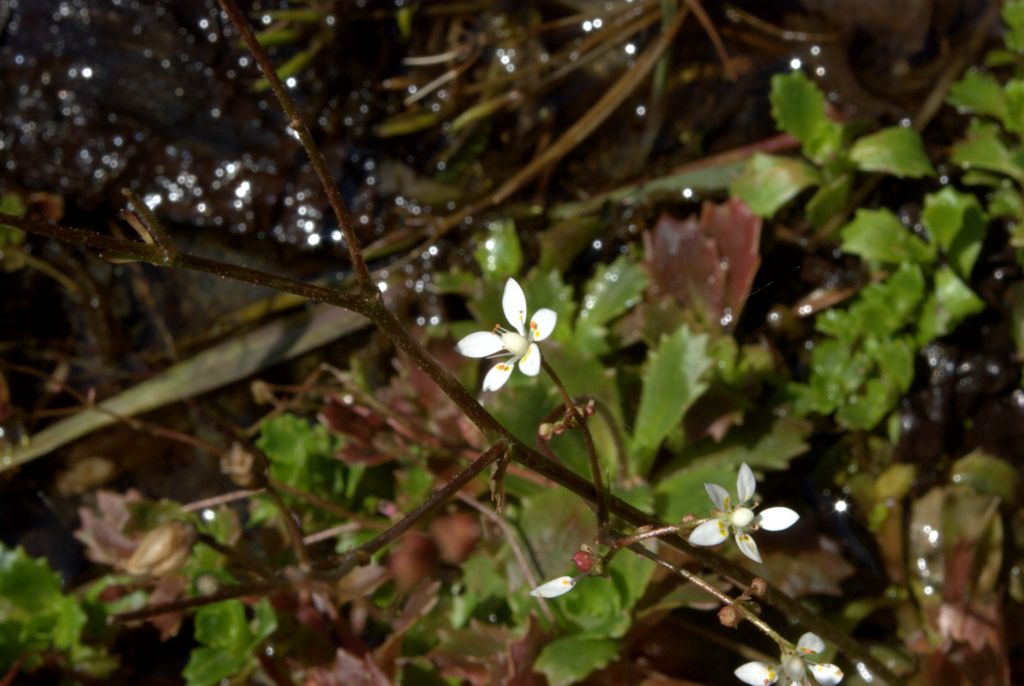 Saxifraga stellaris