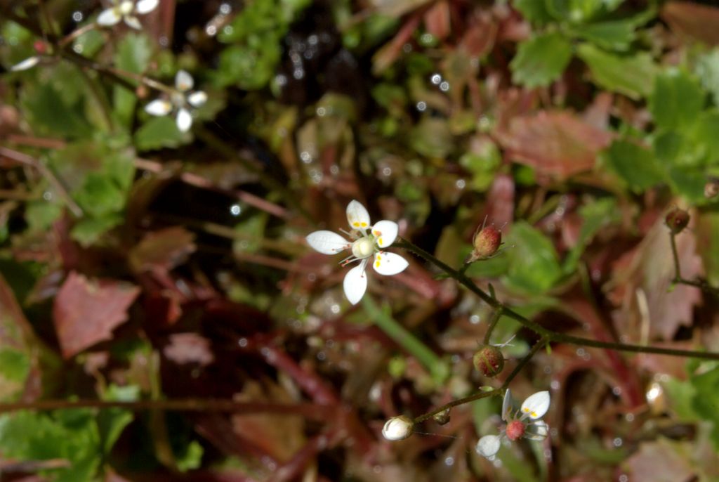 Saxifraga stellaris