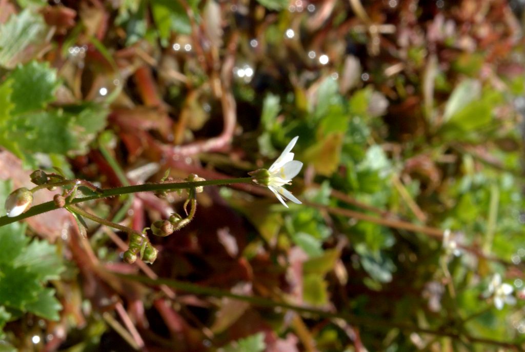 Saxifraga stellaris