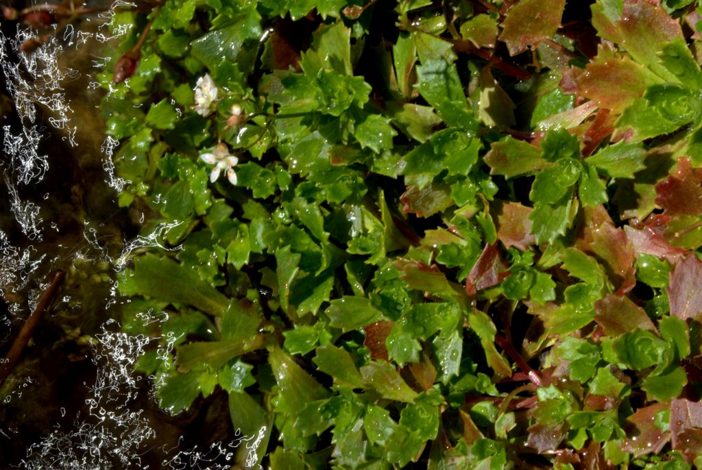 Saxifraga stellaris