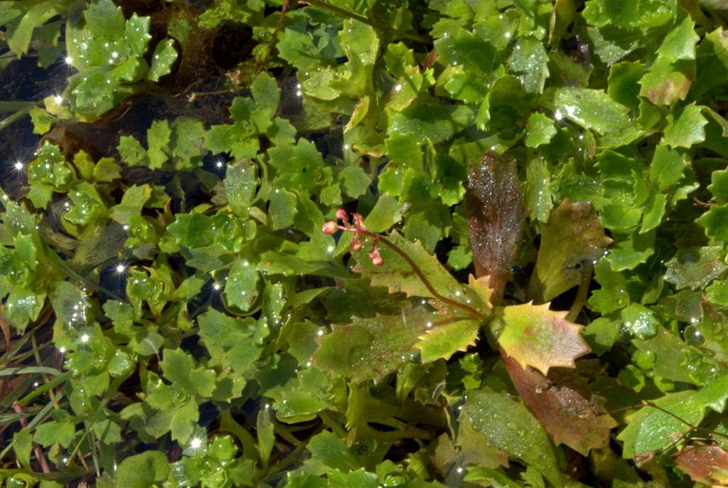 Saxifraga stellaris