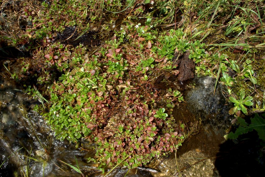 Saxifraga stellaris