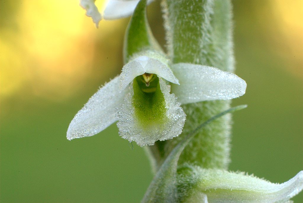 Spiranthes spiralis Ligure