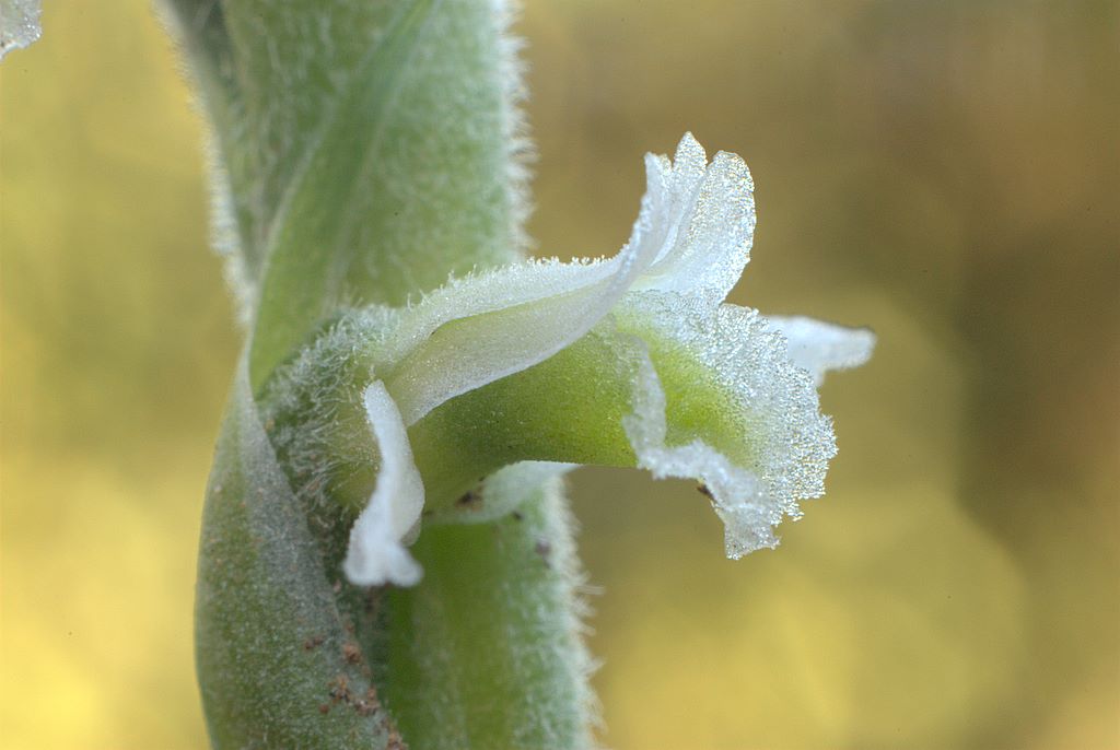 Spiranthes spiralis Ligure