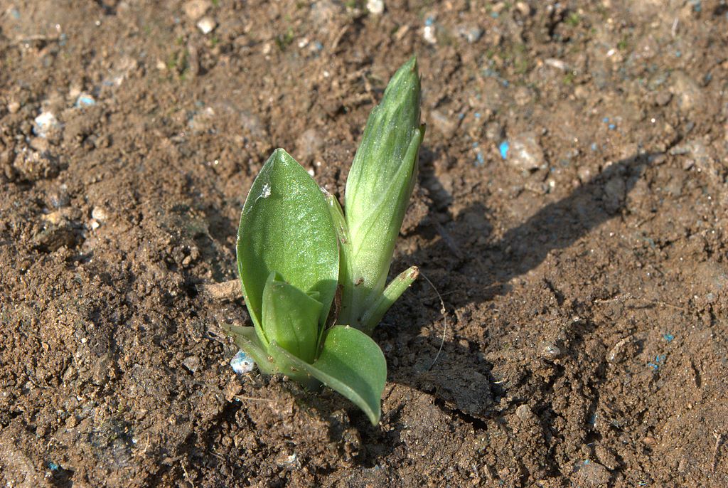 Spiranthes spiralis Ligure