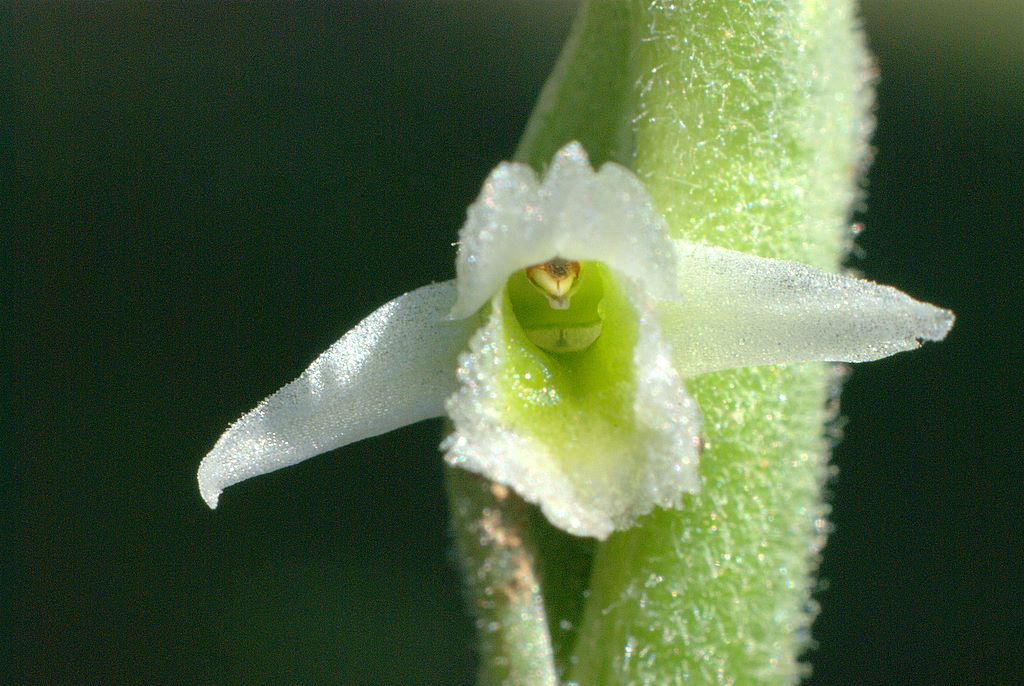 Spiranthes spiralis Ligure