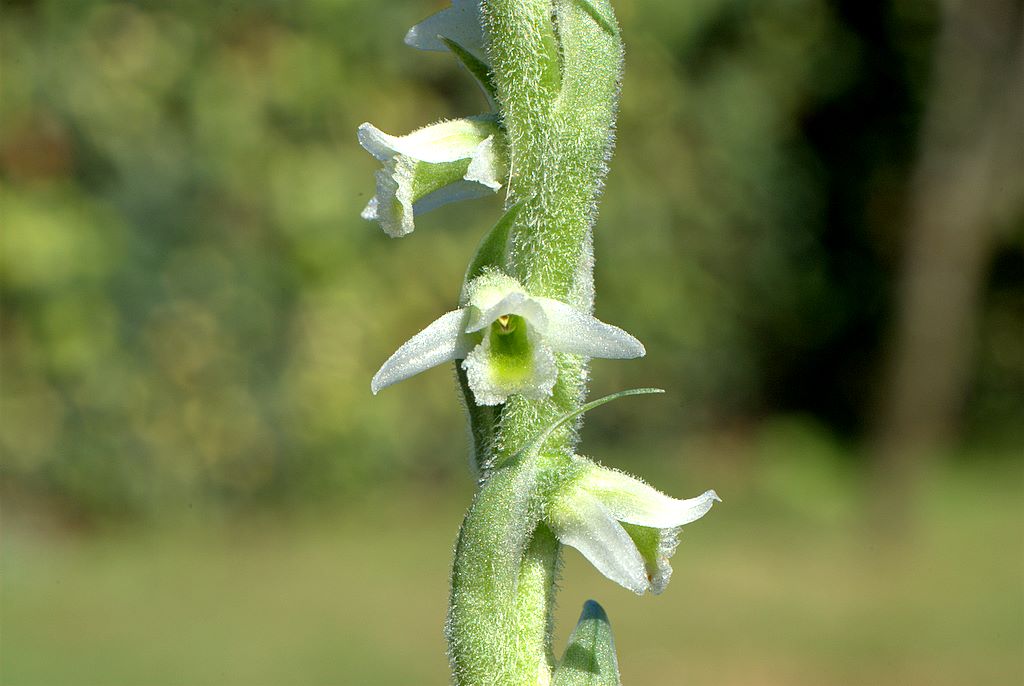 Spiranthes spiralis Ligure