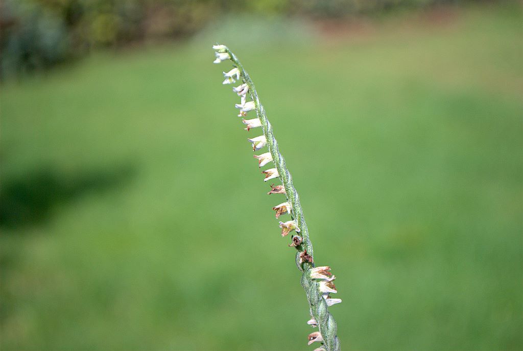 Spiranthes spiralis Ligure