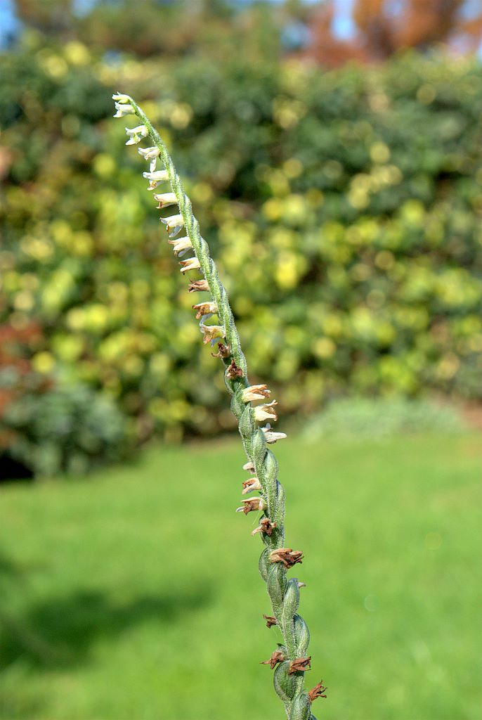 Spiranthes spiralis Ligure