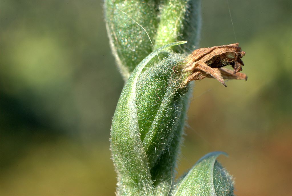 Spiranthes spiralis Ligure