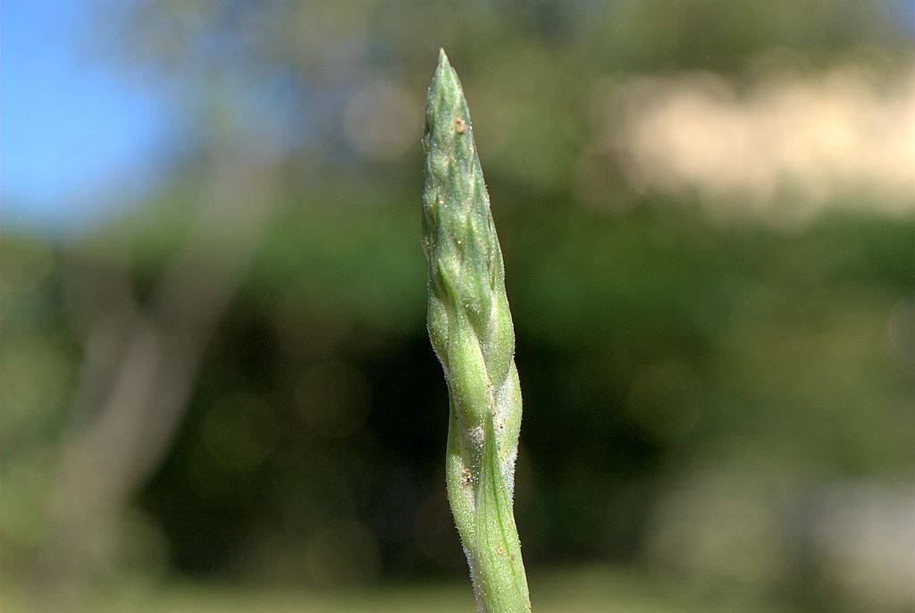 Spiranthes spiralis Ligure