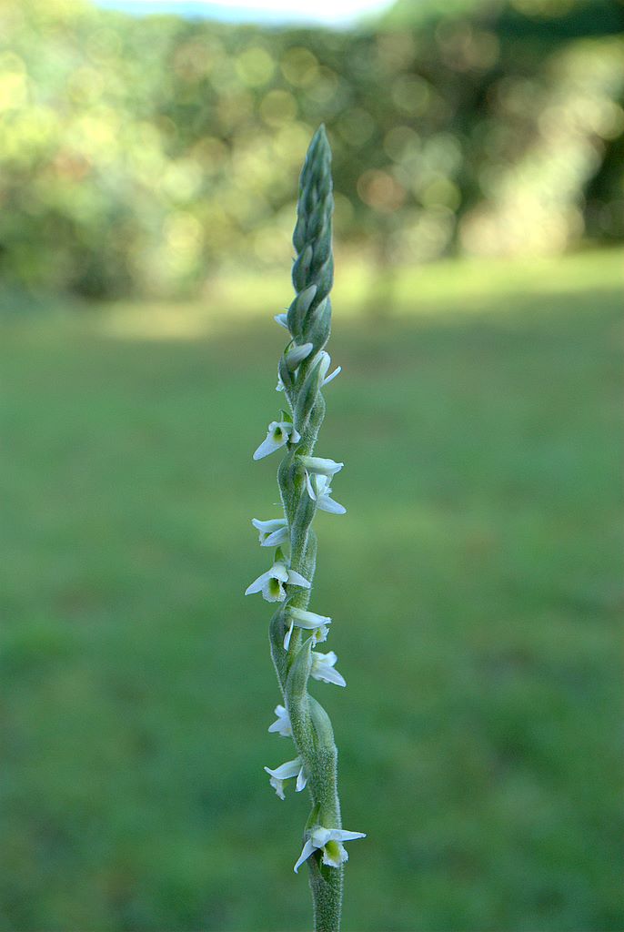 Spiranthes spiralis Ligure