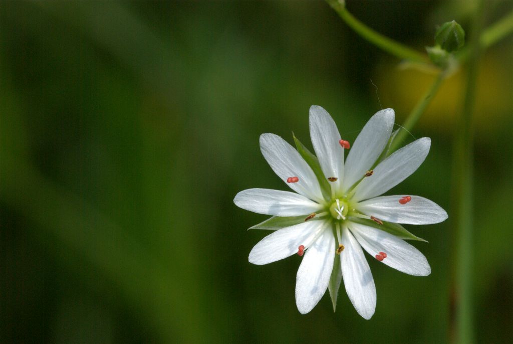 Stellaria graminea / Centocchio gramignola