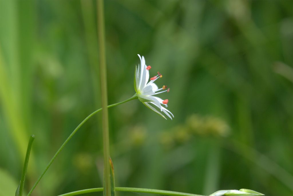 Stellaria graminea / Centocchio gramignola