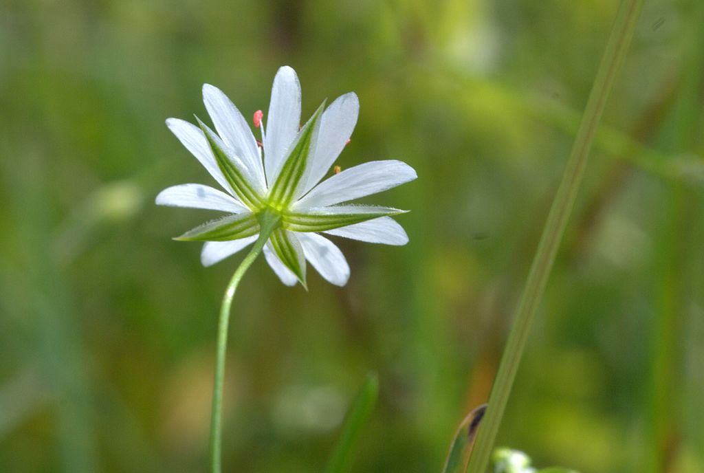 Stellaria graminea / Centocchio gramignola