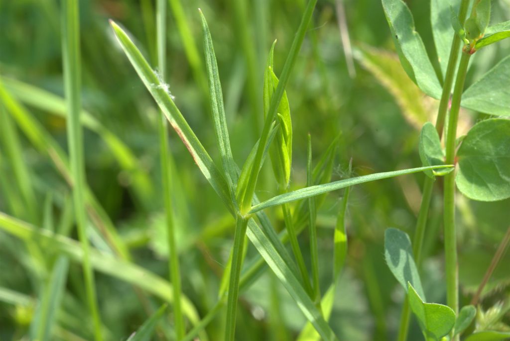 Stellaria graminea / Centocchio gramignola