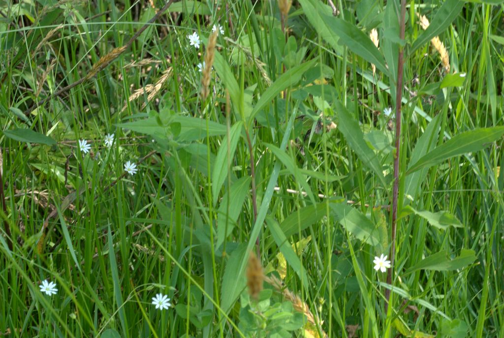 Stellaria graminea / Centocchio gramignola